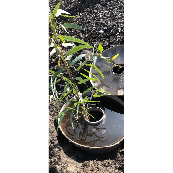 Cocoon Plant Incubator