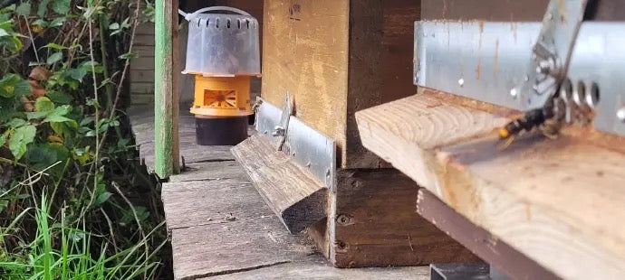 GOOD4BEES Selective Asian Hornet Trap – Bee-Safe Vespa Velutina Trap