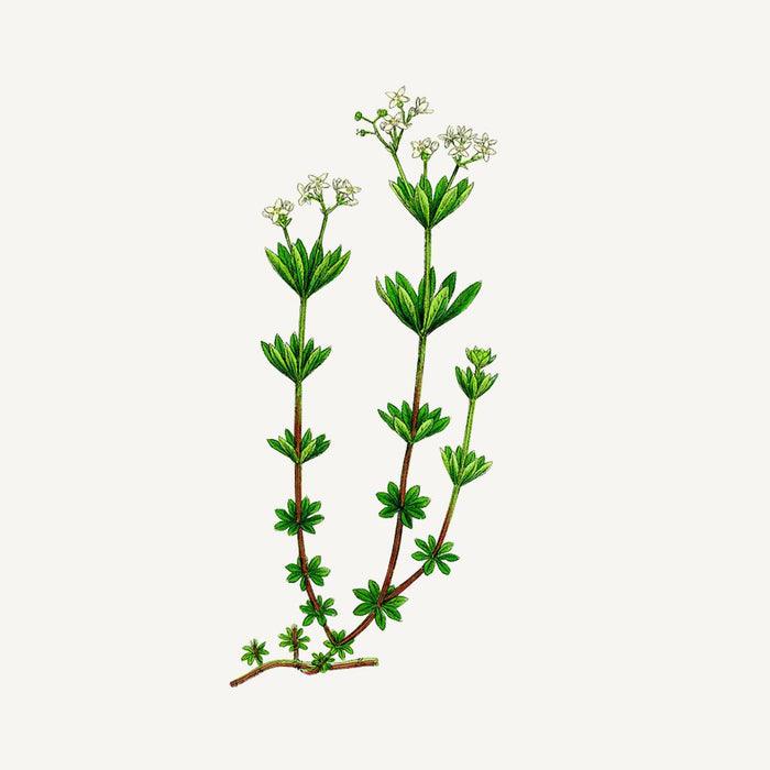 Panier des Sens Sea Samphire Best Sellers Bundle - Value $119