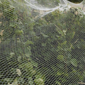Silvereye BirdNet - White -  Prepack 10x10m
