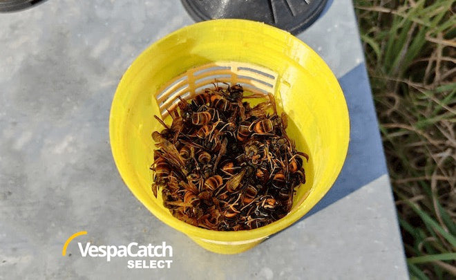 VespaCatch Select Asian Hornet Trap Vespa Catch (Adjustable & Selective) | Trap Only or With Lures
