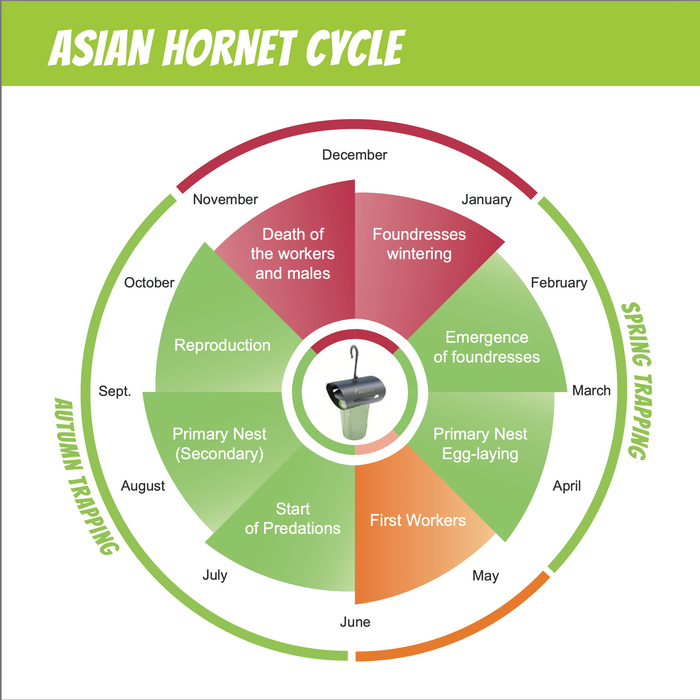 VespaCatch Select Asian Hornet Trap Vespa Catch (Adjustable & Selective) | Trap Only or With Lures